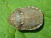 Eurygaster maura
